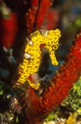 yellow seahorse in Cozumel, very rare, thought the soft c... by Michael Odonnell 